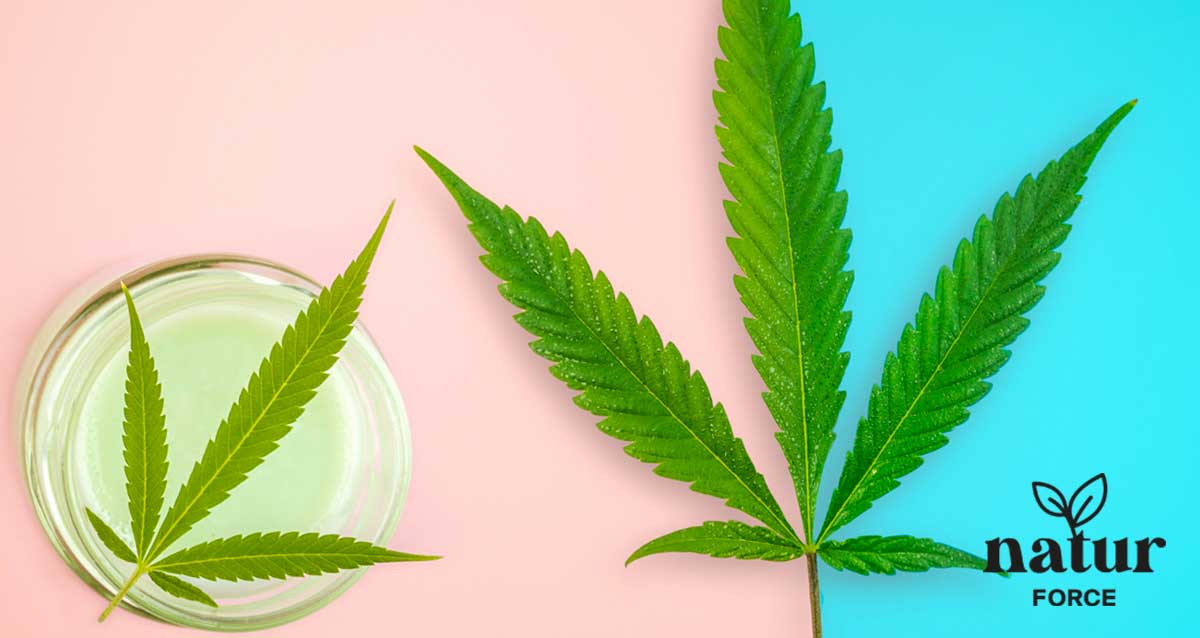 crema alla cbd e foglie di cannabis