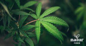 foglia di canapa, estratta per scopi medici