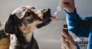 Cane che assume olio di canapa, come raccomandato dal veterinario