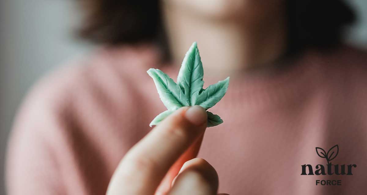 cannabis commestibile